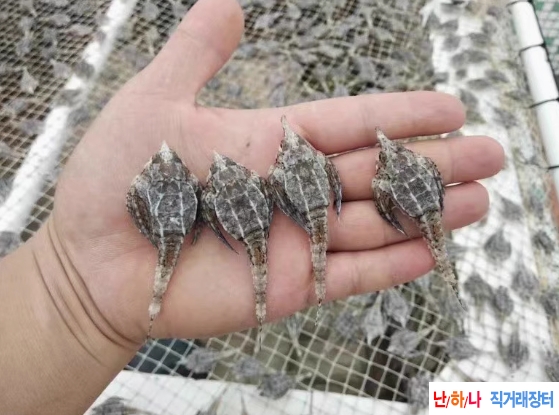 해마작,해마새,바다제?