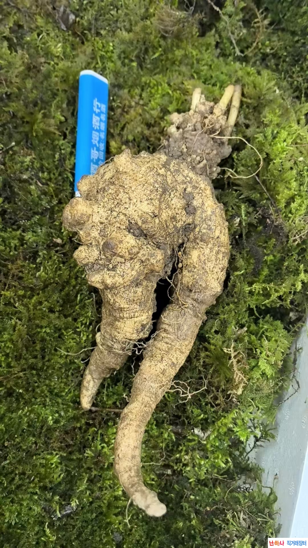 백두산 야생더덕 사이?
