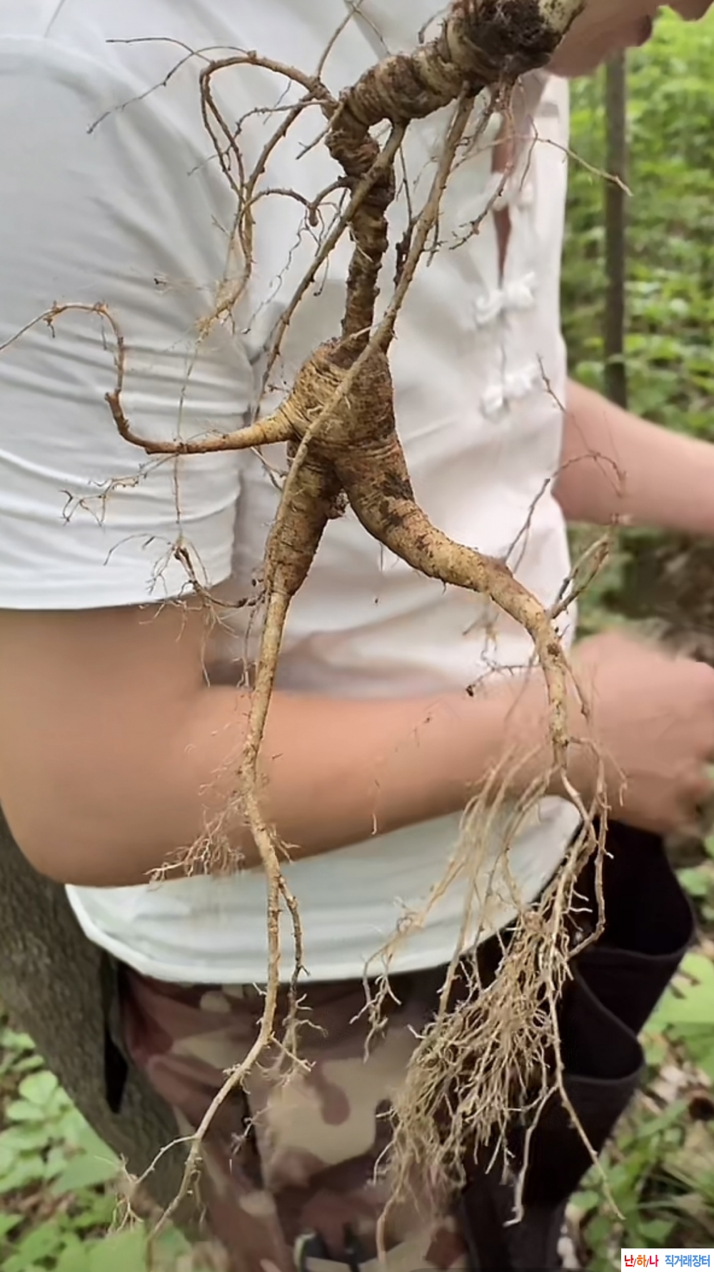 백두산 28년근이상 산?