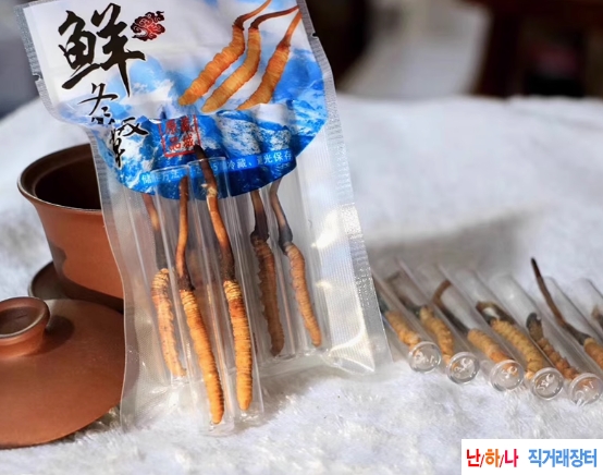 생재 동충하초 50마리 2?