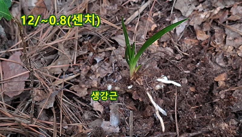@산채 장단엽성(생강근?