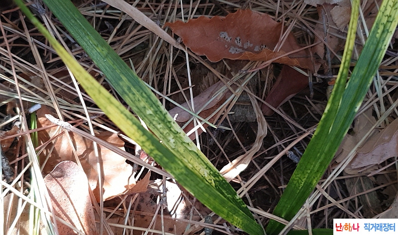 @산채 프리미엄(생강근?