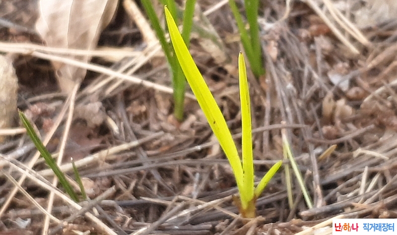 @산채 형광서(생강근)