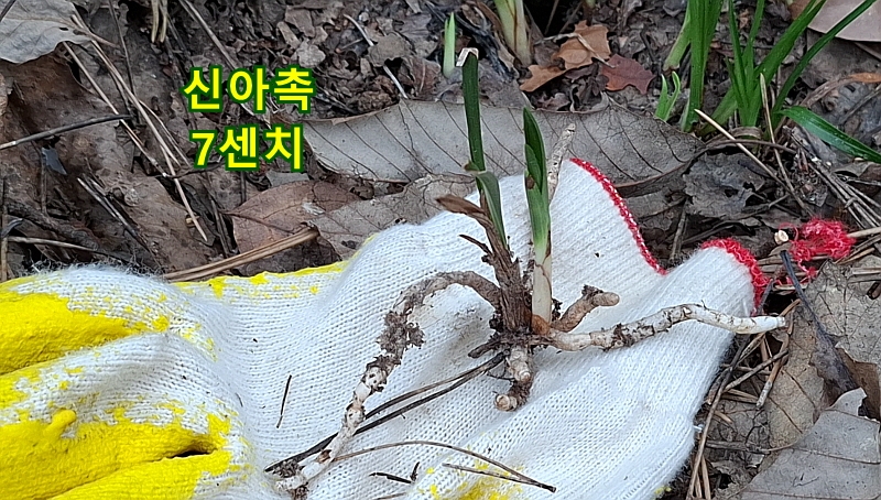 @산채 옥은두화변(생강?