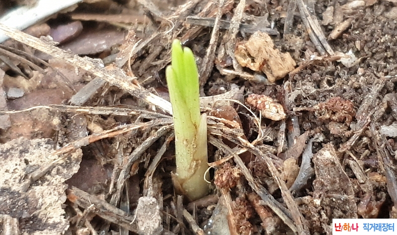 @산채 단엽성서반(생강?