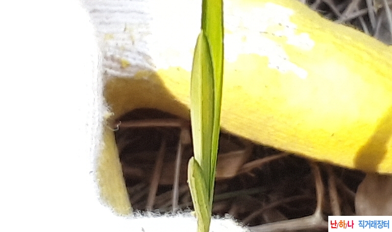 @산채 프리미엄(생강근?