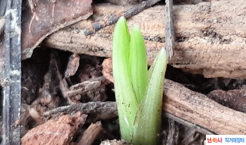 @산채 단엽성서반(생강?