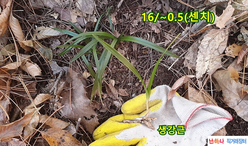 @산채 호피반꿈나무(생?