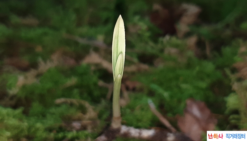 @산채 전면산반(생강근?