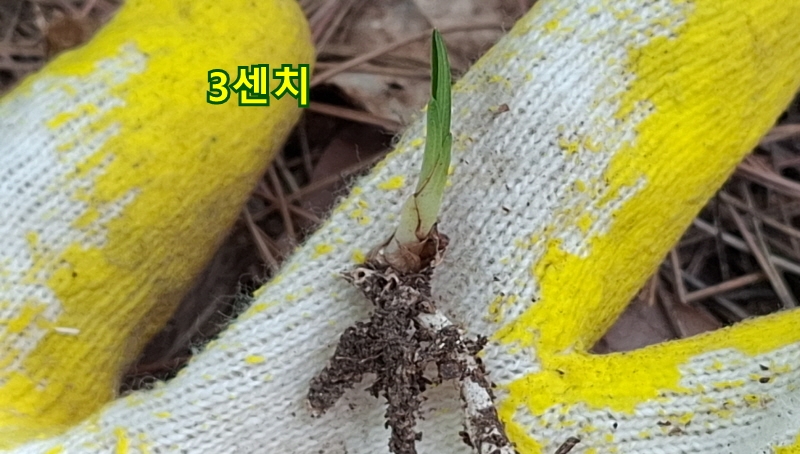 @산채 단엽성(생강근)