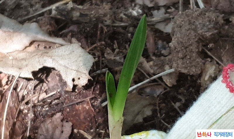 @산채 두화변(생강근)