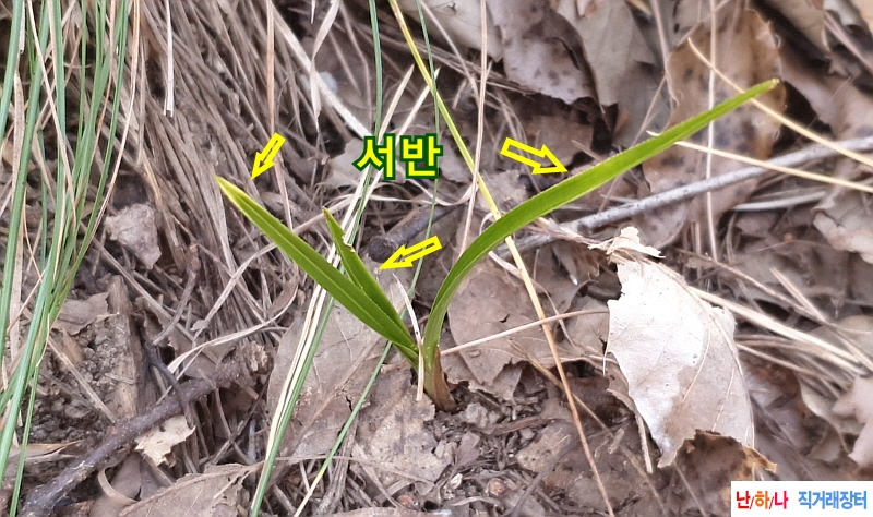 @산채 서반(생강근)