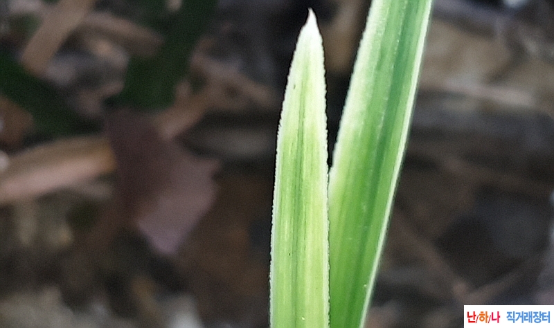 @산채 입변무늬종(생강?