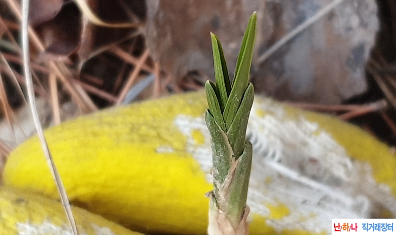 @산채 입엽 옥은 바가?