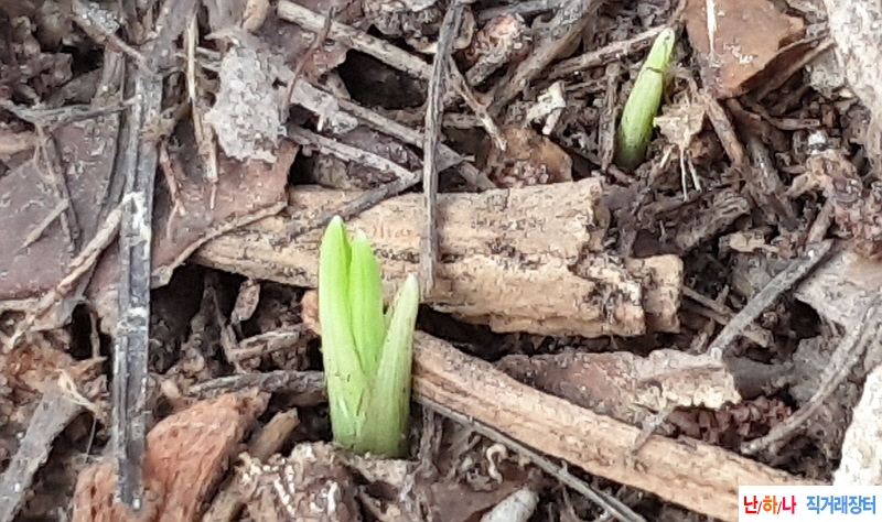 @산채 서반단엽성(생강?