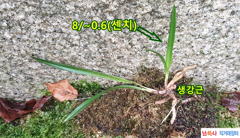 @산채 장단엽성산반(생?