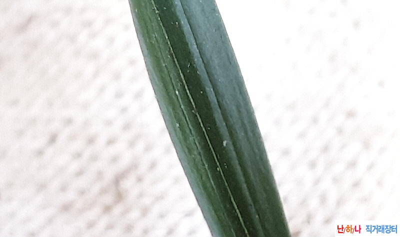 @산채 먹청장단엽(생강?