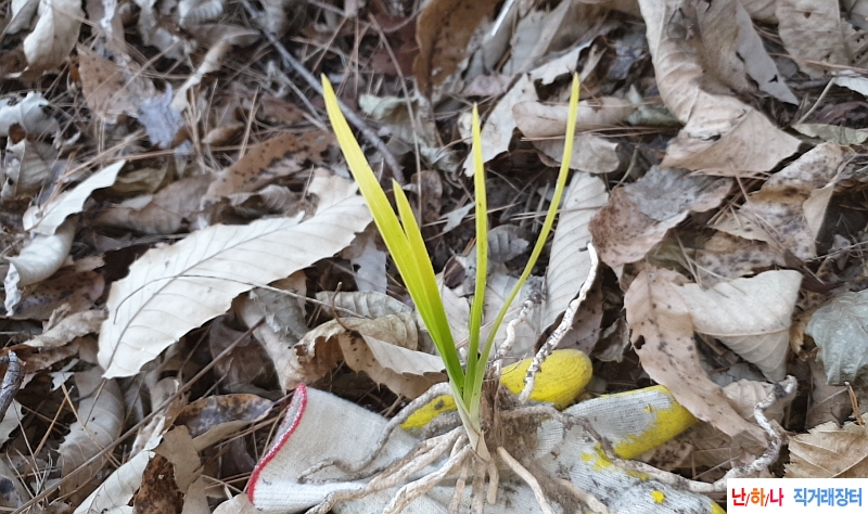 @산채 서반(생강근)