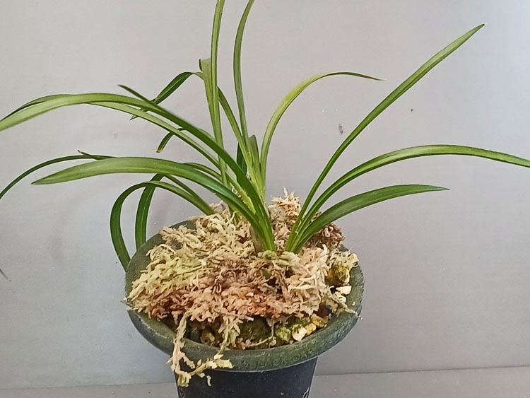 산반복색화(꽃 )