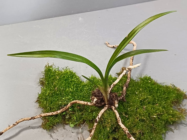 산채 서성 입변