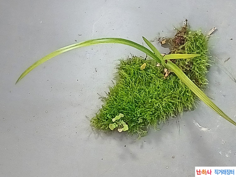 산채 서산반아롱