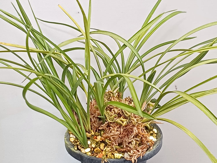 봉심설화  (꽃 )