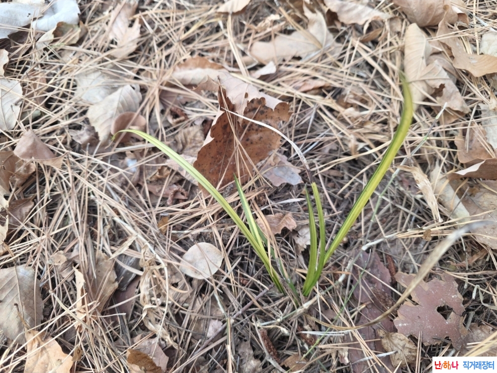 산채 생강달린중투호2?