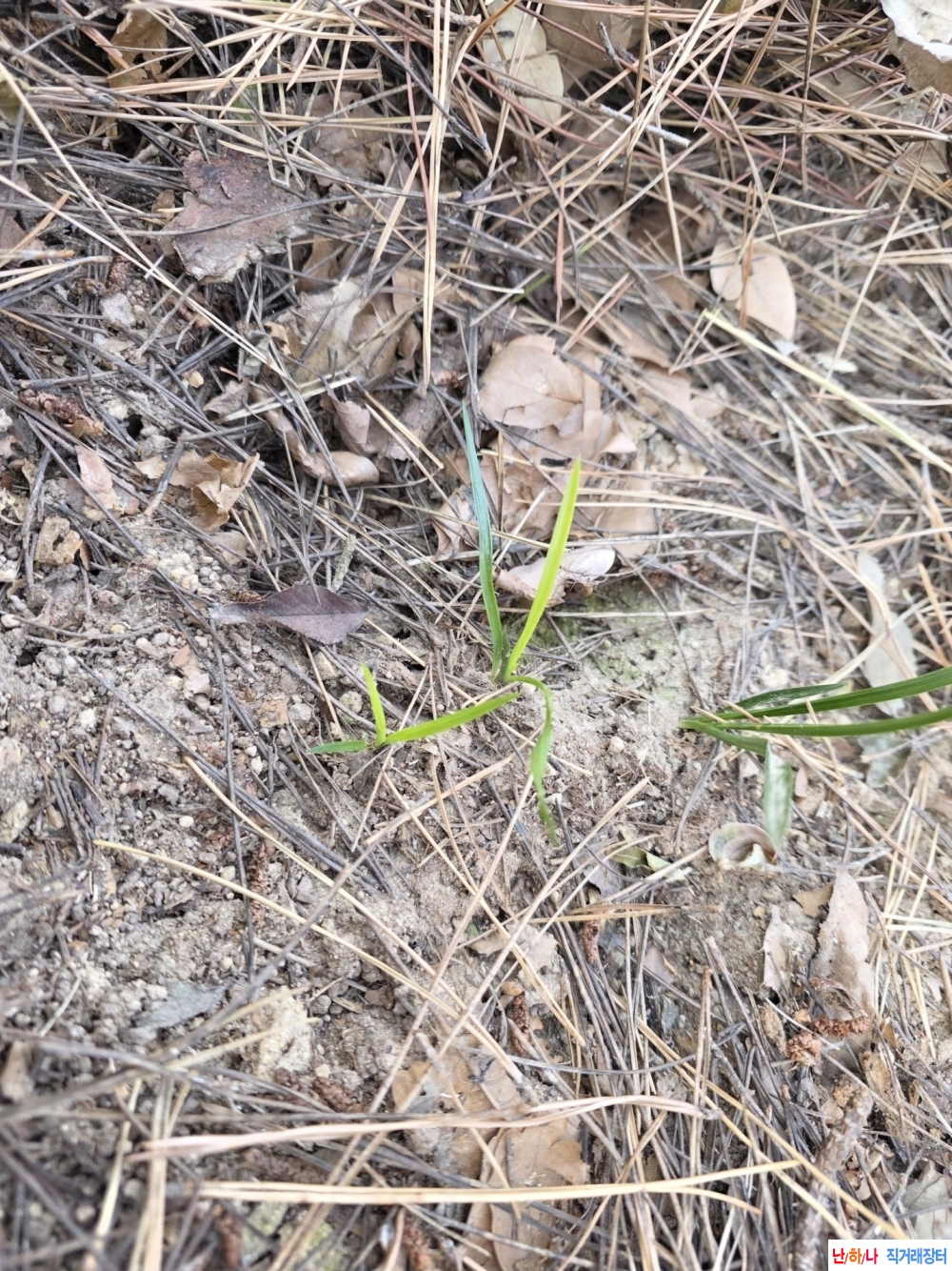 산채 엽성서반2포기