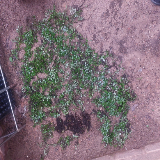 자연산 콩짜게 판매