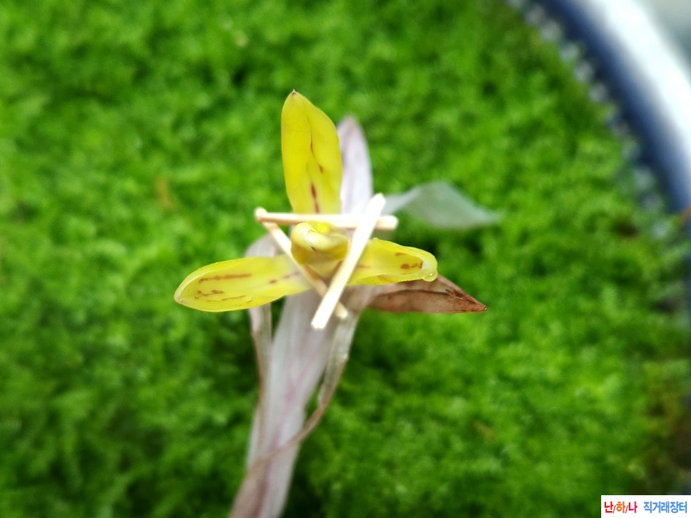 산채색화수채산반화(?