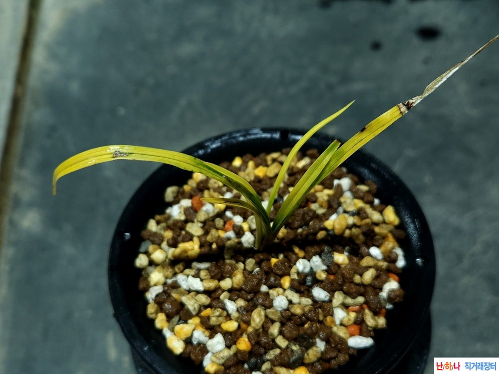 산채주금색서반(,생강?