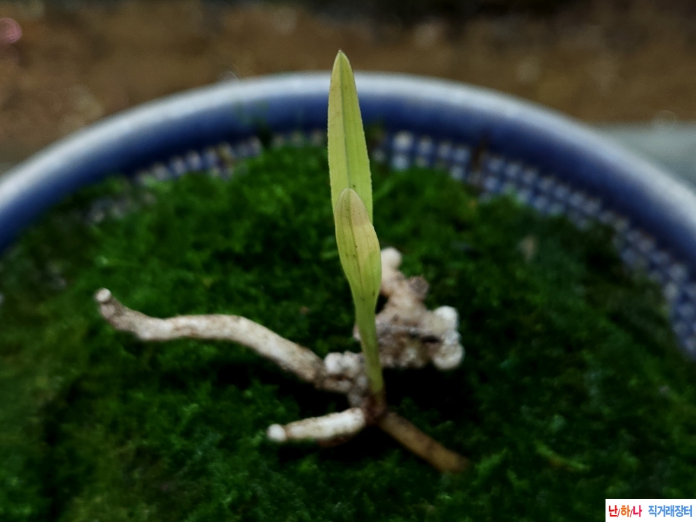 산채단엽성황서(생강?