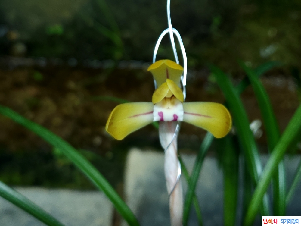 화형좋은 주금화(꽃1대?