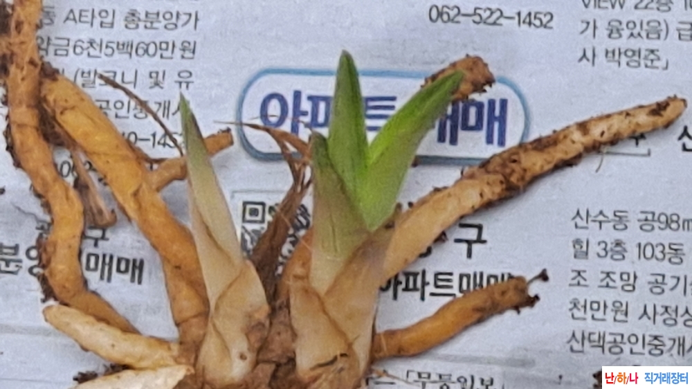 산채품