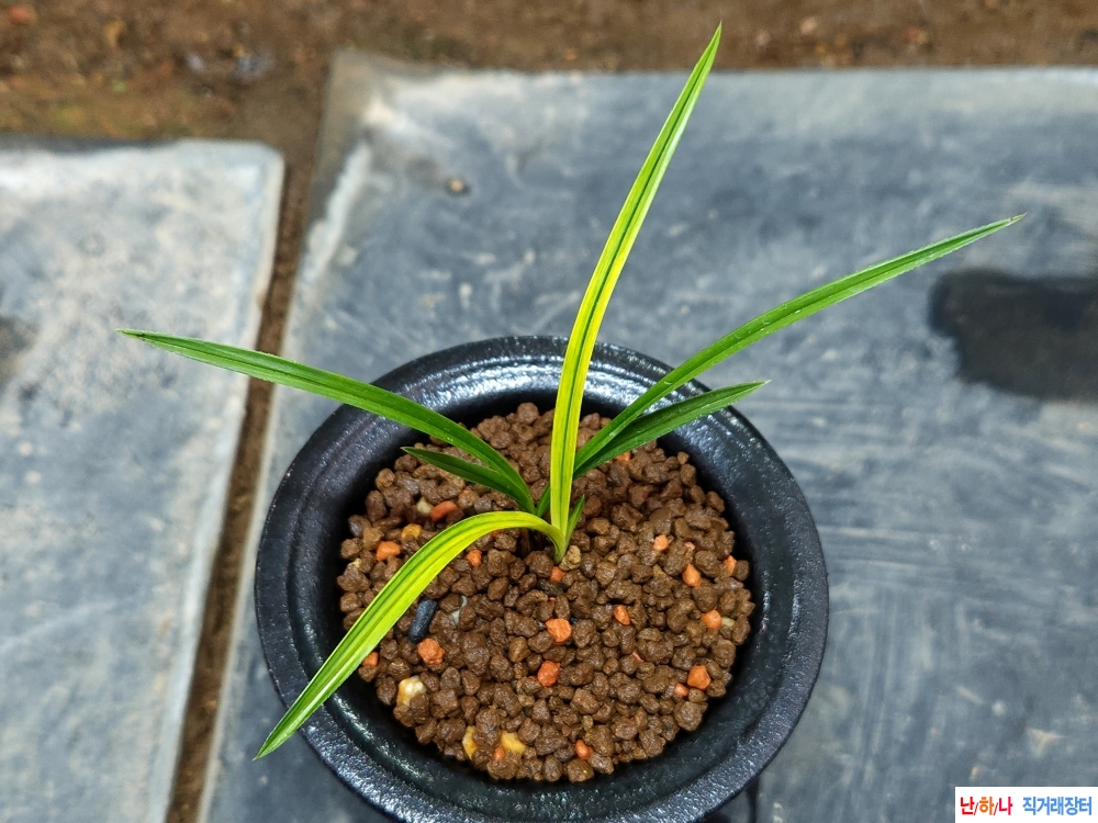 색감좋은 금계산반녹?