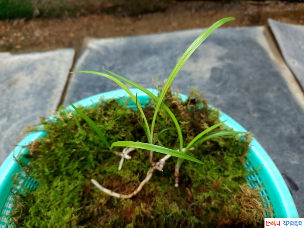 산채서반(생강근)