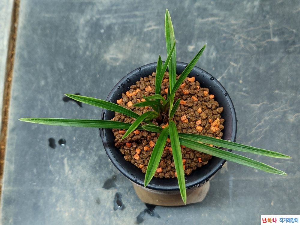 종자우수한 입변산반