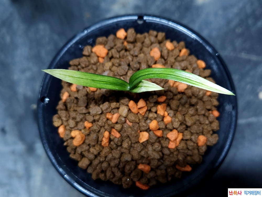 올초산채 입변산반(생?