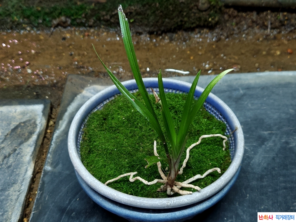 산채생강 산반
