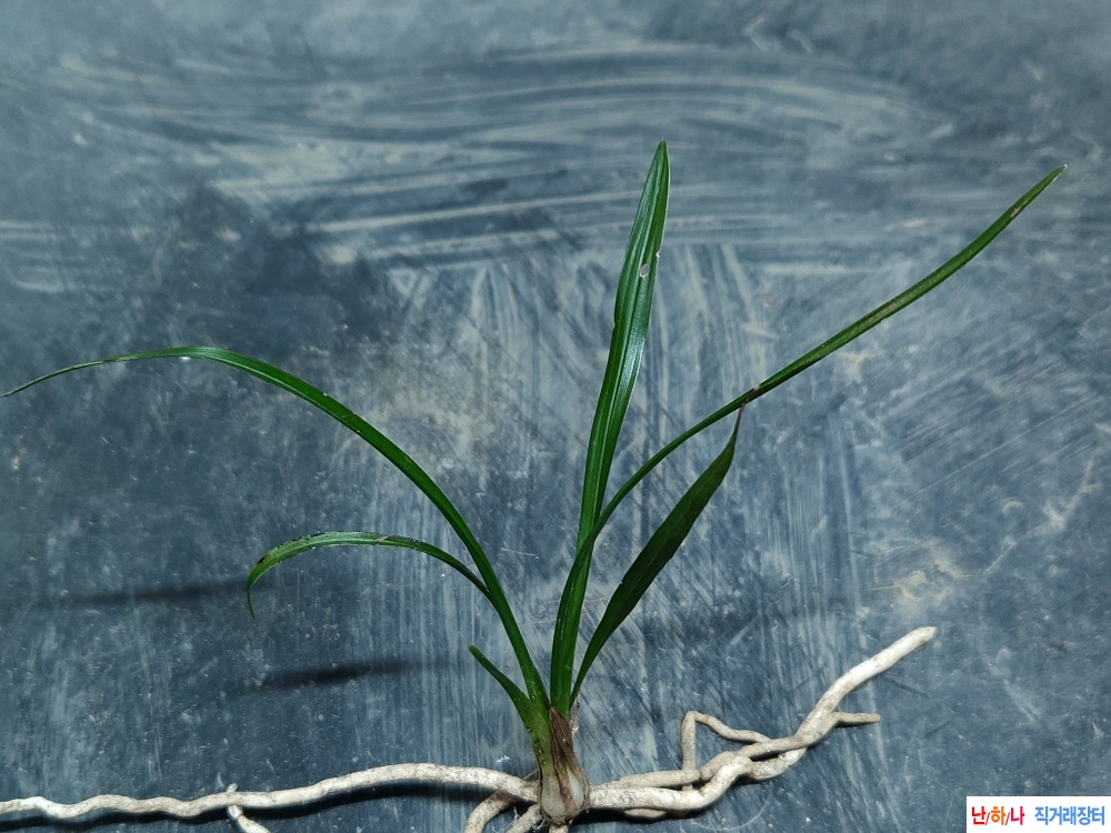 산채입변 소멸성산반