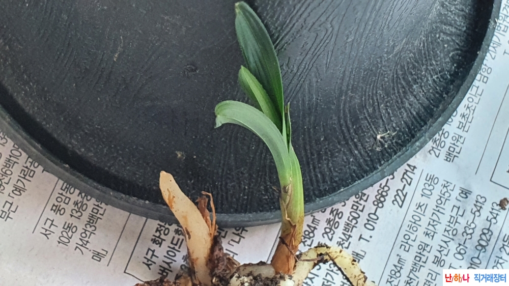 산채 썽깔 단엽변