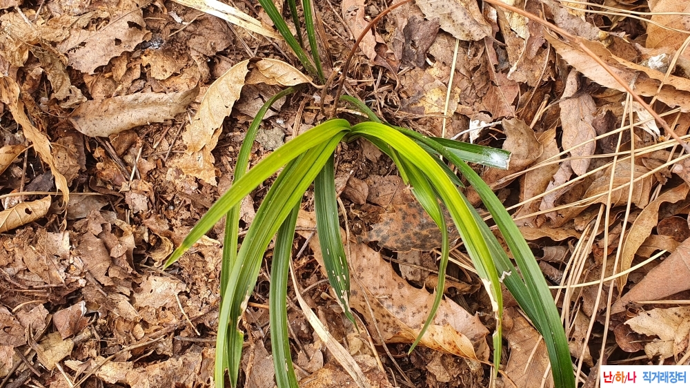 **특산채 흙채그대로 ?