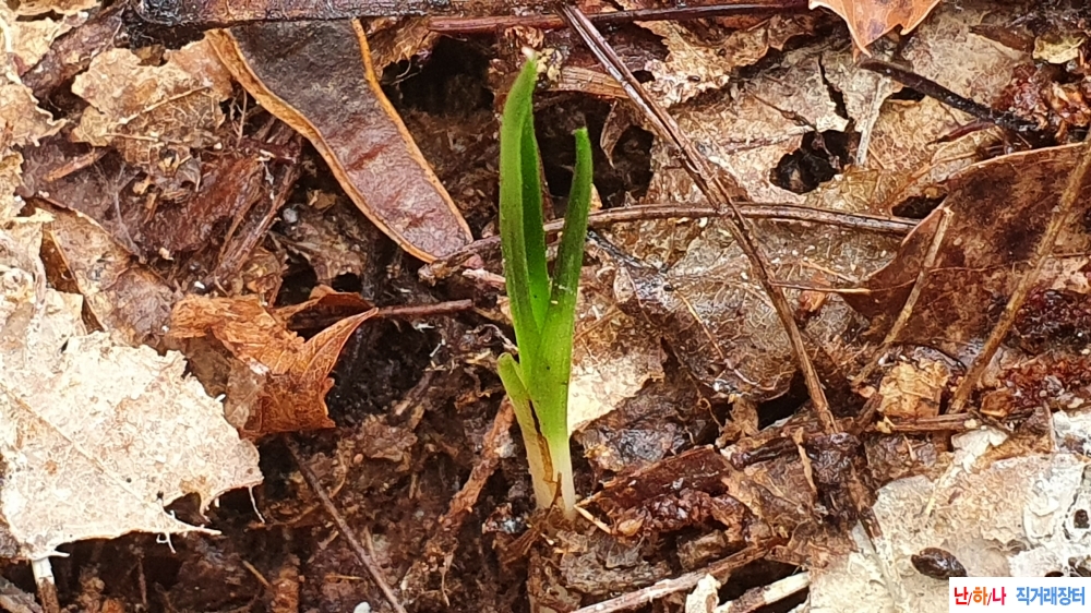 산채 자태 단엽성