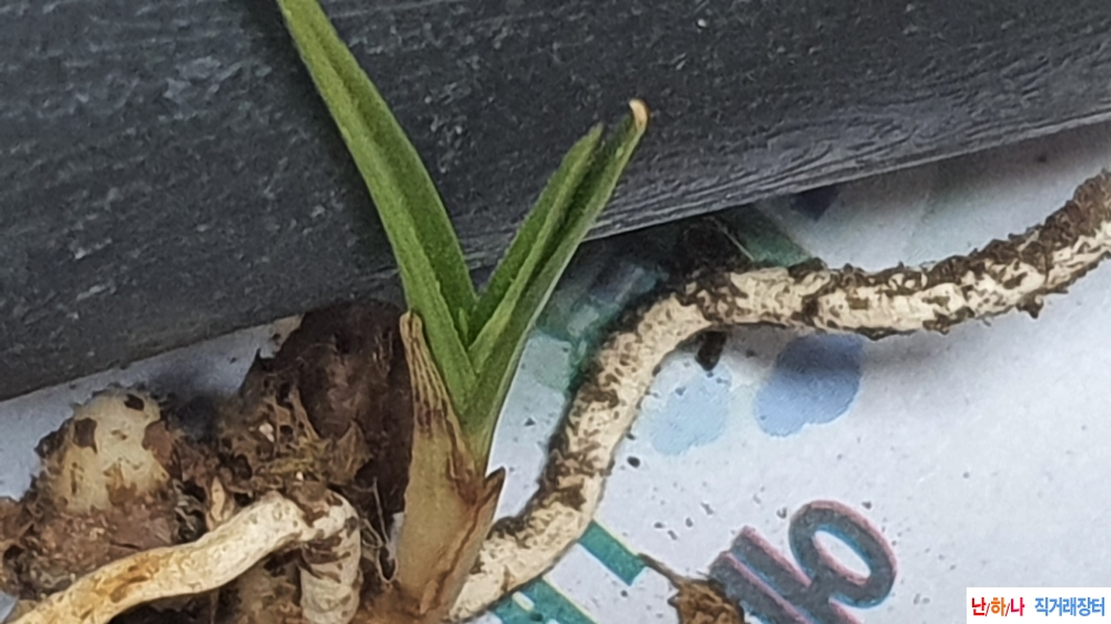 금일산채 까닥지 단엽?