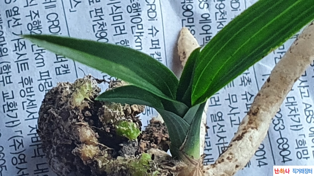 산채 단엽성 환엽변