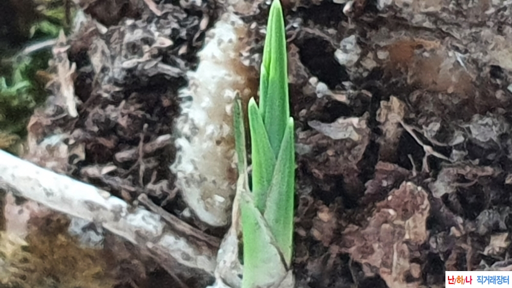 산채 생강덩어리 반물 ?