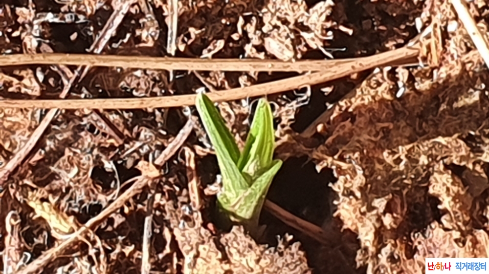 산채 반성 입변