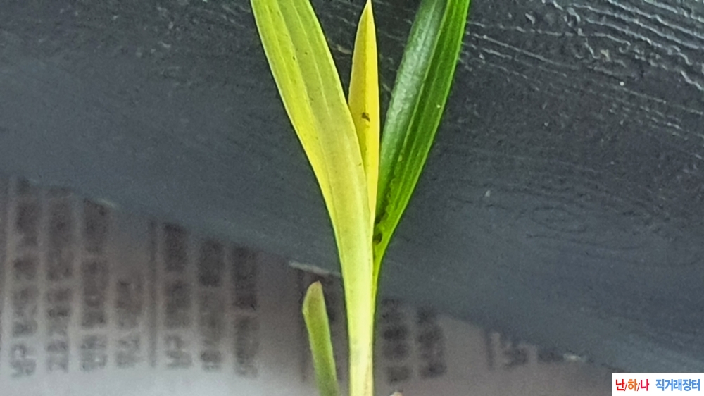 산채 입변 황서반