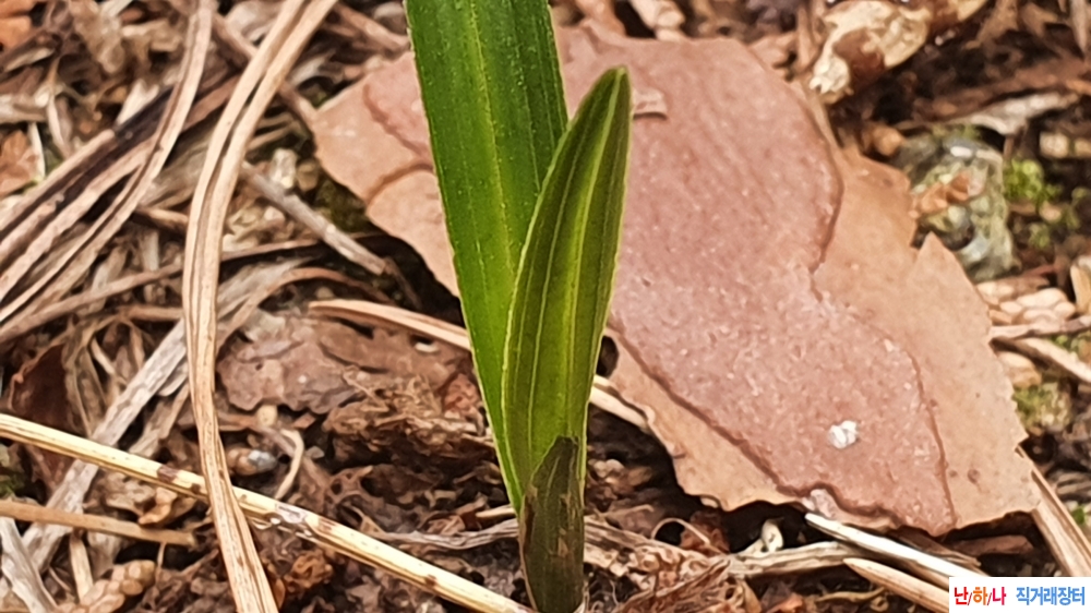 산채 단엽성 반성입변