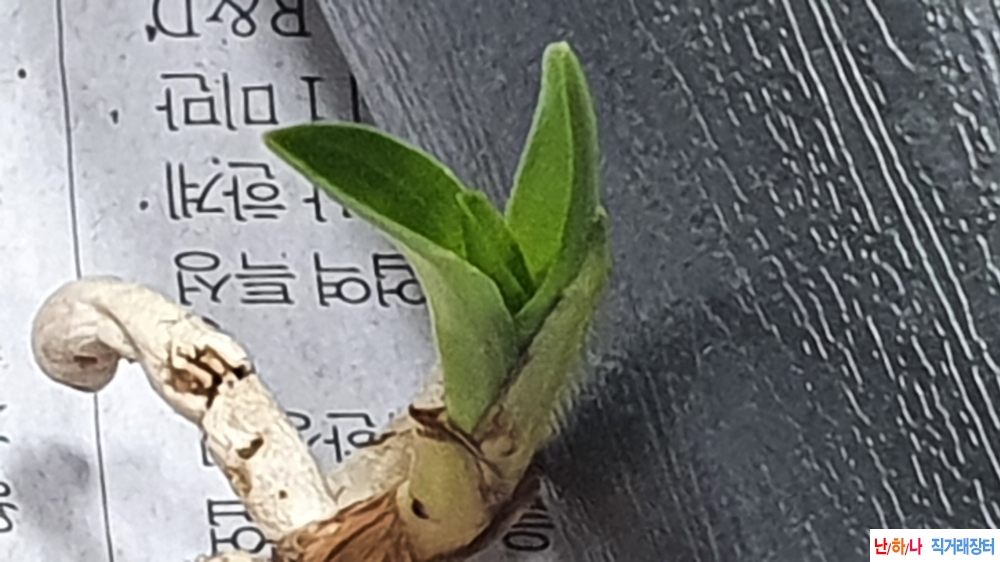 산채 반성단엽